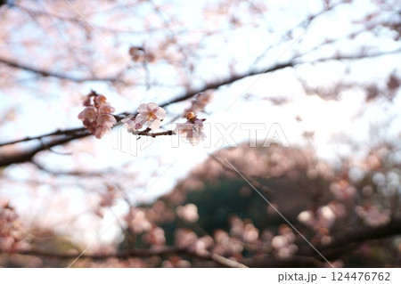 冬ザクラ 124476762