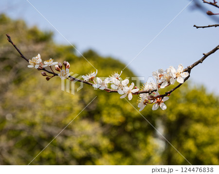 春に咲くベニバスモモの花 124476838