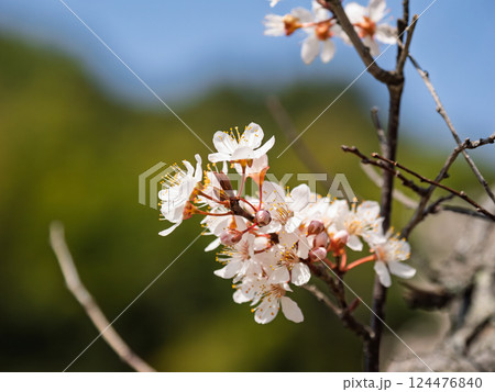 春に咲くベニバスモモの花 春に咲くベニバスモモの花 124476840