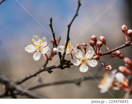 春に咲くベニバスモモの花 124476841