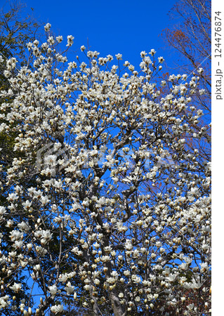 青空バックに映える白モクレン 川越市中院境内 青空バックに映える白モクレン 川越市中院境内 124476874