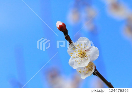 青空に映える白梅 124476893