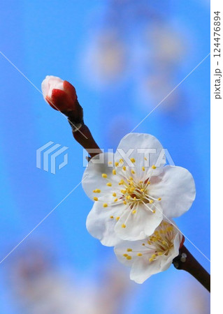 青空に映える白梅 124476894