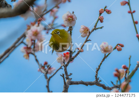 春の風物詩 梅とメジロ 春の風物詩 梅とメジロ 124477175