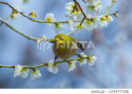 春の風物詩　梅とメジロ 124477186