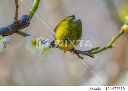 春の風物詩　梅とメジロ 124477210