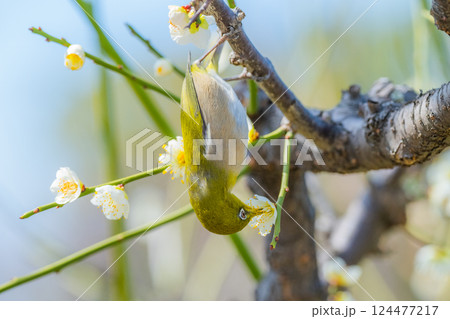春の風物詩　梅とメジロ 124477217