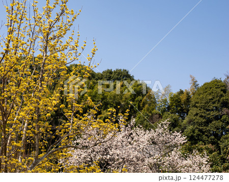 春の晴れた日に咲くサンシュユとベニバスモモの花 春の晴れた日に咲くサンシュユとベニバスモモの花 124477278