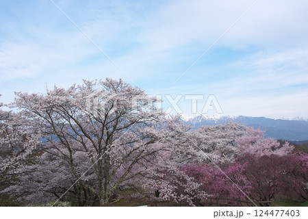 大草城址公園(長野県上伊那郡) 大草城址公園(長野県上伊那郡) 124477403