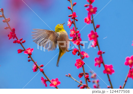 春の風物詩　梅とメジロ 124477508