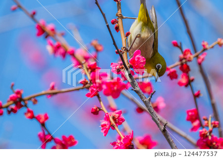 春の風物詩　梅とメジロ 124477537