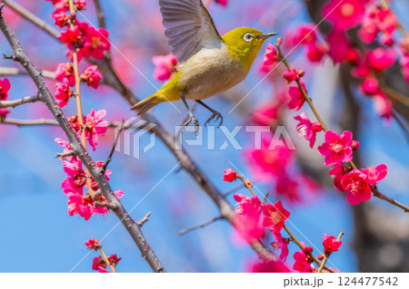 春の風物詩　梅とメジロ 124477542