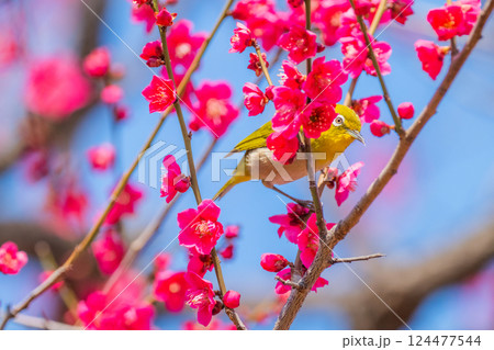 春の風物詩 梅とメジロ 春の風物詩 梅とメジロ 124477544
