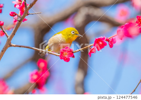 春の風物詩 梅とメジロ 春の風物詩 梅とメジロ 124477546