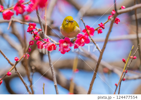 春の風物詩　梅とメジロ 124477554