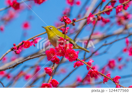 春の風物詩 梅とメジロ 春の風物詩 梅とメジロ 124477560