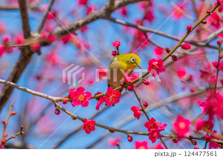 春の風物詩 梅とメジロ 春の風物詩 梅とメジロ 124477561
