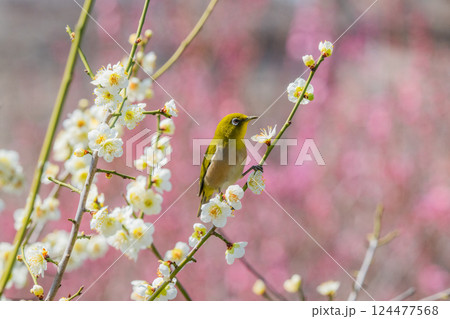 春の風物詩　梅とメジロ 124477568
