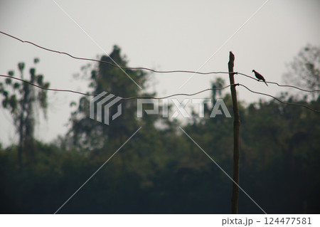 A bird is looking for prey in a tree., Acridotheres grandis 124477581