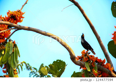 A bird is looking for prey in a tree., Acridotheres grandis A bird is looking for prey in a tree., Acridotheres grandis 124477594