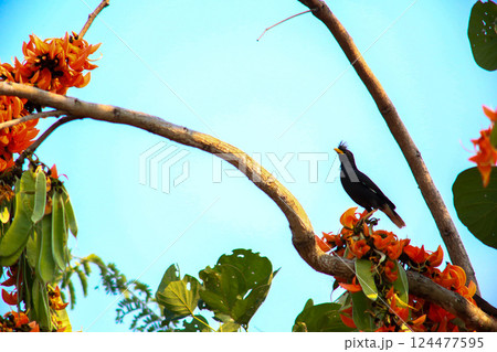 A bird is looking for prey in a tree., Acridotheres grandis 124477595