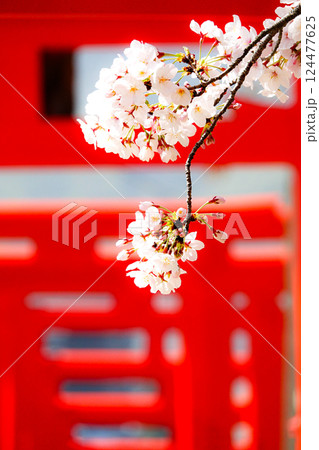 穏やかな雰囲気の中赤い鳥居を背景に咲く桜の花 穏やかな雰囲気の中赤い鳥居を背景に咲く桜の花 124477625