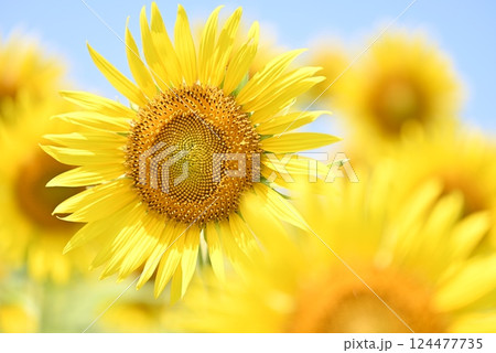 真夏のひまわり 124477735