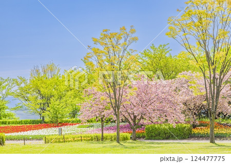 あづみの公園　　新緑と桜の饗宴 124477775