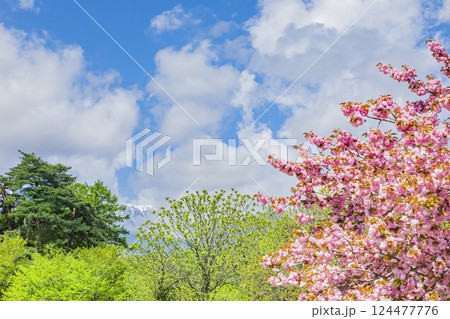 あづみの公園　　新緑と桜の饗宴 124477776