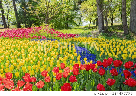 あづみの公園　　満開のチューリップ 124477779