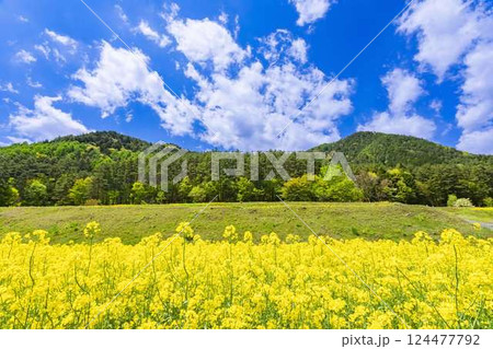 あづみの公園　　青空と満開の菜の花畑 124477792