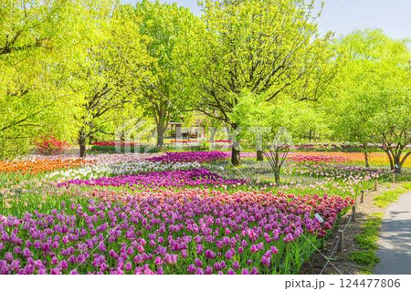 あづみの公園 満開のチューリップと新緑の饗宴 あづみの公園 満開のチューリップと新緑の饗宴 124477806