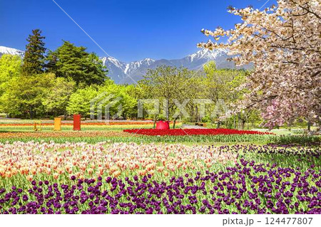 あづみの公園 満開のチューリップと桜の饗宴 あづみの公園 満開のチューリップと桜の饗宴 124477807