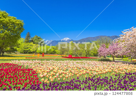 あづみの公園 満開のチューリップと桜の饗宴 あづみの公園 満開のチューリップと桜の饗宴 124477808