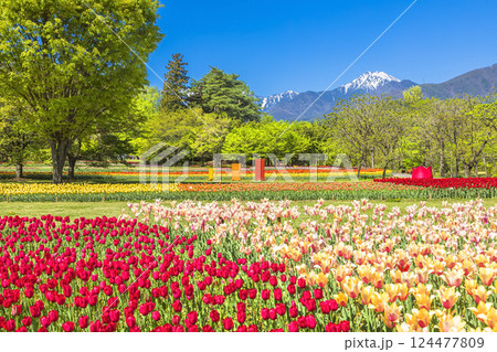 あづみの公園　　青空に映える常念岳と満開のチューリップ 124477809
