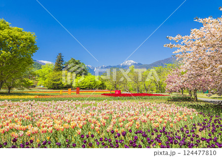 あづみの公園　　青空に映える常念岳と満開のチューリップ 124477810