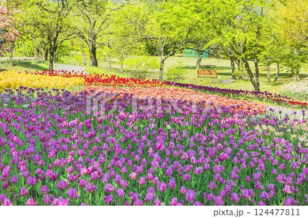 あづみの公園　　満開のチューリップと新緑の饗宴 124477811