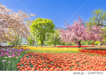 あづみの公園　　満開のチューリップと桜の饗宴 124477813
