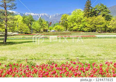 あづみの公園 春風に泳ぐ鯉のぼりと北アルプス あづみの公園 春風に泳ぐ鯉のぼりと北アルプス 124477815
