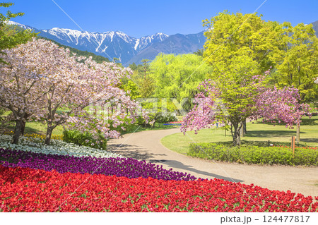 あづみの公園 北アルプスを望む満開のチューリップと桜 あづみの公園 北アルプスを望む満開のチューリップと桜 124477817
