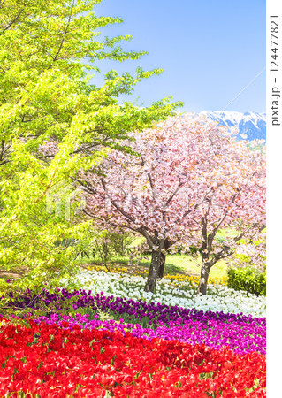 あづみの公園 満開のチューリップと桜及び新緑の饗宴 あづみの公園 満開のチューリップと桜及び新緑の饗宴 124477821