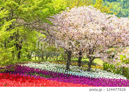 あづみの公園 満開のチューリップと桜及び新緑の饗宴 あづみの公園 満開のチューリップと桜及び新緑の饗宴 124477826