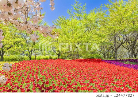 あづみの公園　　満開のチューリップと桜及び新緑の饗宴 124477827
