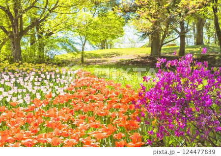 あづみの公園　　満開のチューリップと鮮やかなつつじの饗宴 124477839