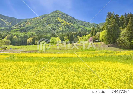 あづみの公園　　青空と満開の菜の花畑 124477864