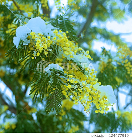 Delicate mimosa flowers on a bush covered with melting snow after a snowfall. Delicate mimosa flowers on a bush covered with melting snow after a snowfall. 124477919