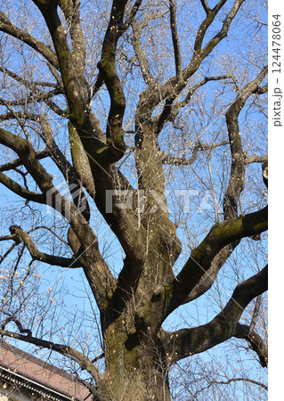 ユリノキ、東京国立博物館にて ユリノキ、東京国立博物館にて 124478064