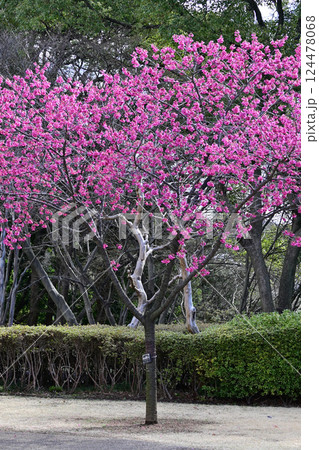 寒緋桜、戸定ヶ丘歴史公園にて 124478068