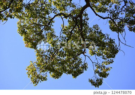 クスノキ、戸定ヶ丘歴史公園にて クスノキ、戸定ヶ丘歴史公園にて 124478070