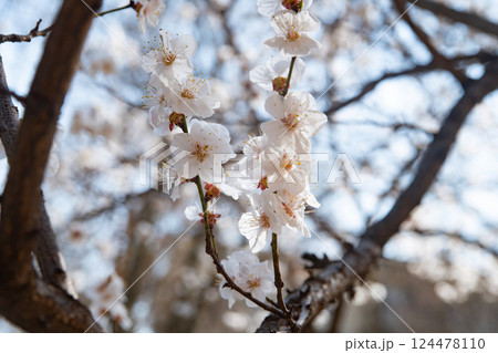 Blossom spring flowers background. Nature 124478110